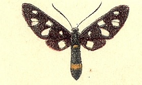 Amata caspia